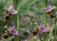 Ophrys scolopax D33 Cannet Mayons 200407 (76)