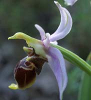 Ophrys scolopax D33 Cannet Mayons 200407 (9)