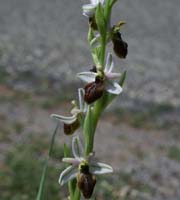 Ophrys splendida D33 Cannet Mayons 200407 (54)