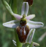 Ophrys splendida D33 Cannet Mayons 200407 (56)