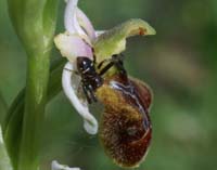 Ophrys splendida D33 Cannet Mayons 200407 (57)