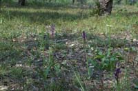 Platanthera bifolia & Anacamptis picta  D33 Cannet Mayons 200407 (71)