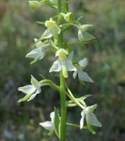 Platanthera bifolia D33 Cannet Mayons 200407 (71)