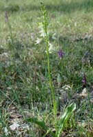 Platanthera bifolia D33 Cannet Mayons 200407 (73)