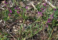 Polygala vulgaris D33 Cannet Mayons 200407 (24)