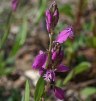 Polygala vulgaris D33 Cannet Mayons 200407 (25)