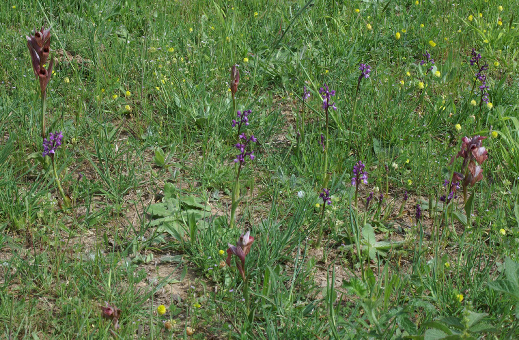 Serapias vomeracea & neglecta & Anacamptis picta  Les Mayons D75 250407 (22)