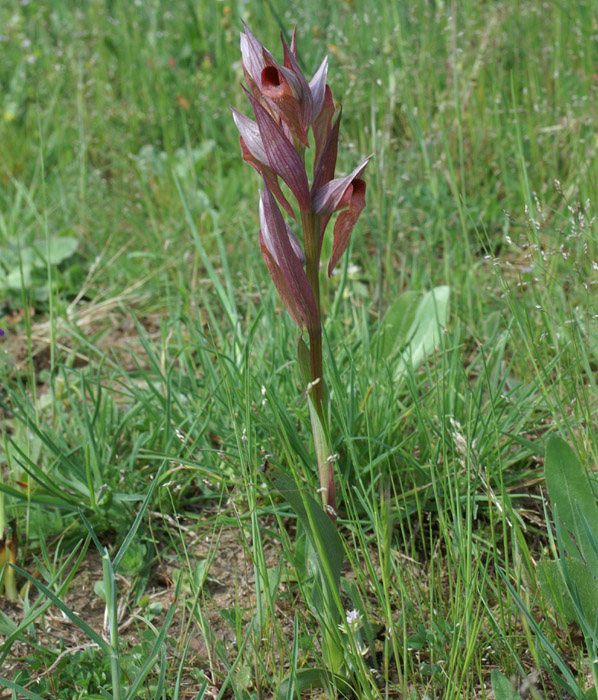 Serapias vomeracea Les Mayons D75 250407 (21)