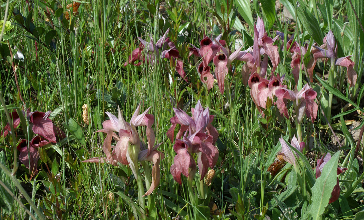 Serapias neglecta Mandelieu 170407 (1)