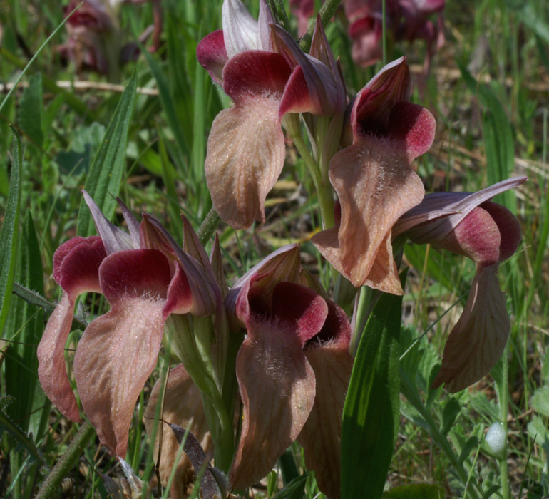 Serapias neglecta Mandelieu 170407 (2)