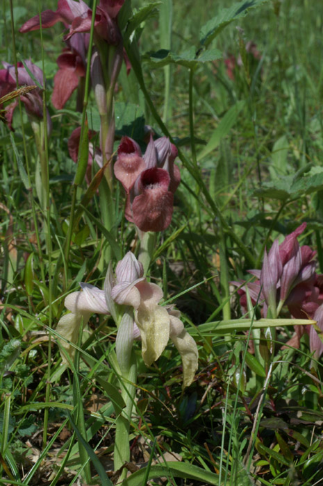 Serapias neglecta Mandelieu 170407 (7)