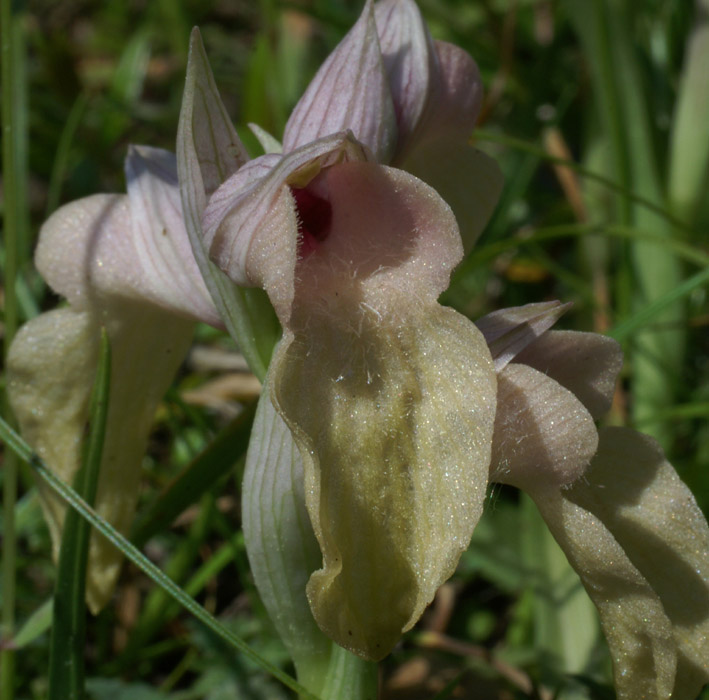 Serapias neglecta Mandelieu 170407 (8)