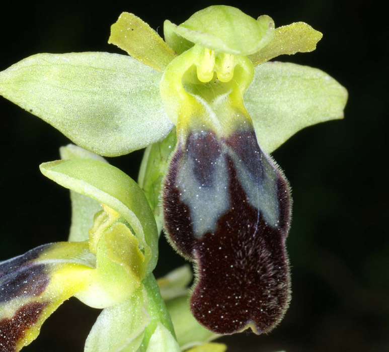 Ophrys lupercalis Mont Faron 200407 (48)