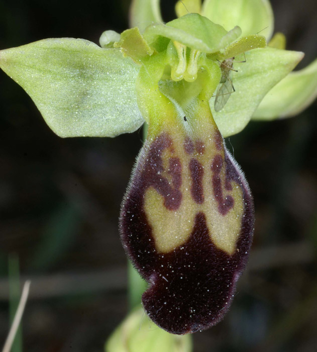 Ophrys lupercalis Mont Faron 200407 (49)