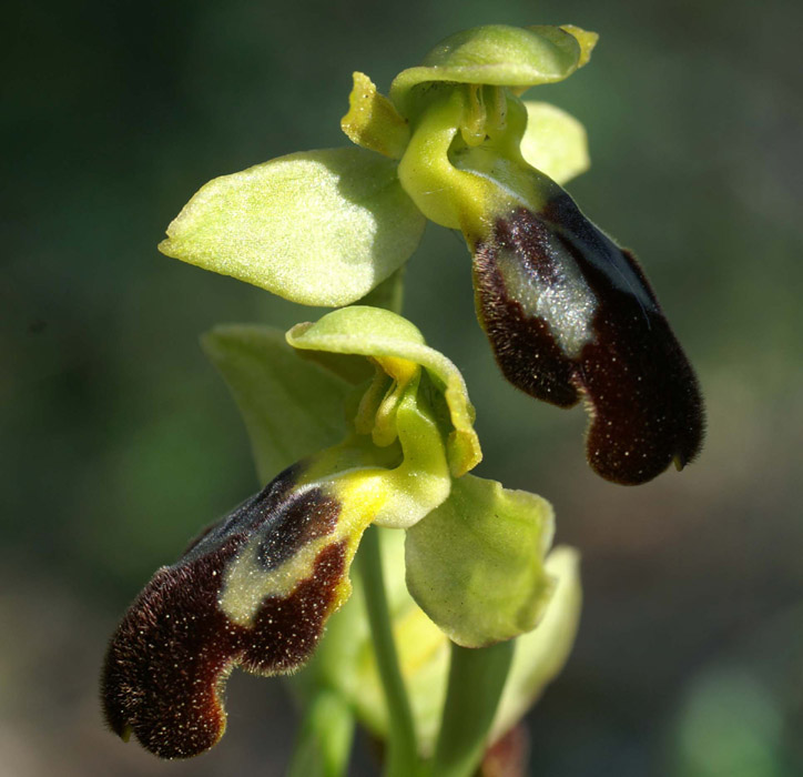 Ophrys lupercalis Mont Faron 200407 (54)