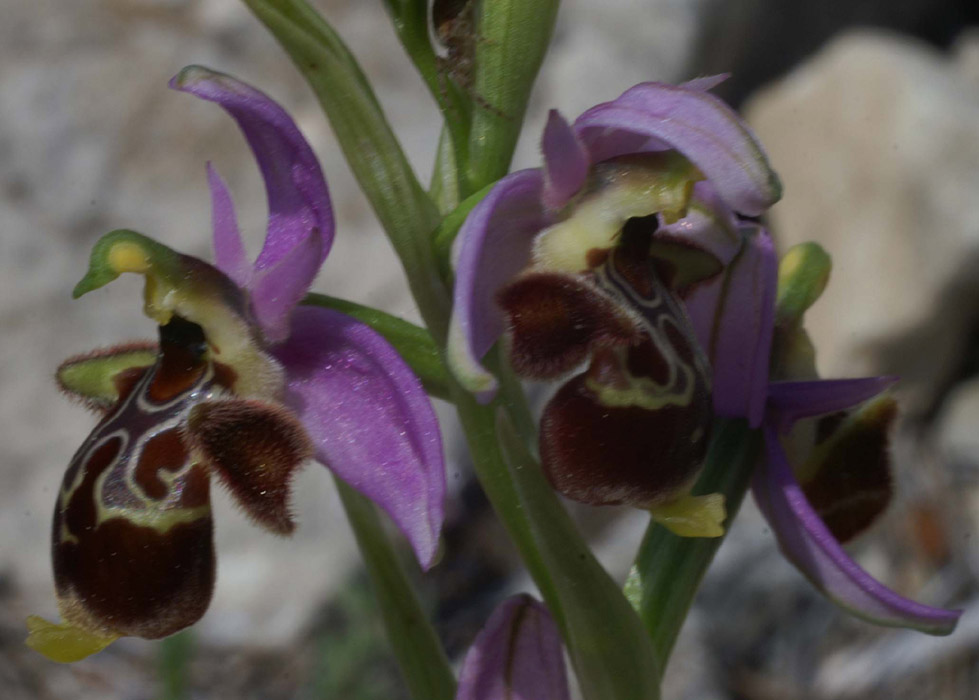 Ophrys scolopax Mont Faron 200407 (3)