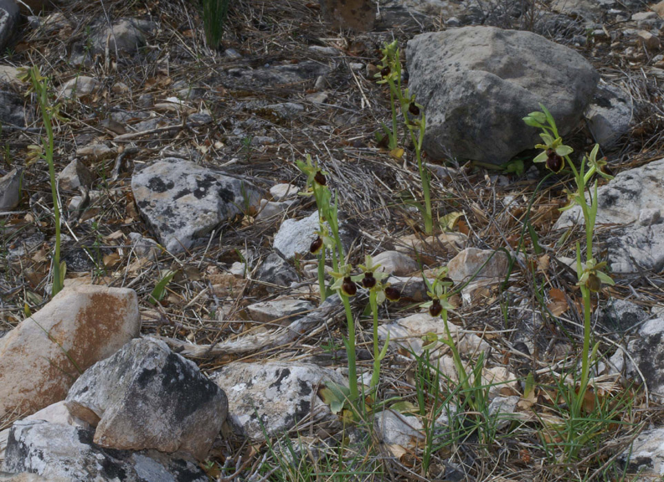 Ophrys virescens Mont Faron 200407 (29)