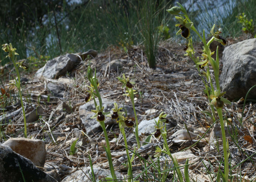 Ophrys virescens Mont Faron 200407 (30)