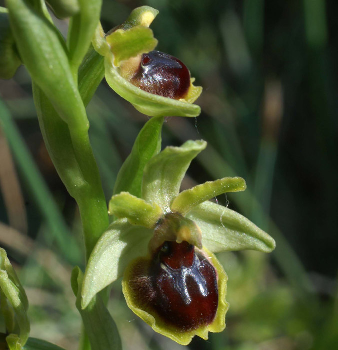 Ophrys virescens Mont Faron 200407 (31)