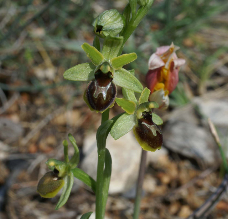 Ophrys virescens Mont Faron 200407 (32)