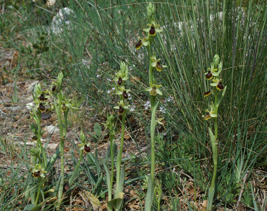 Ophrys virescens Mont Faron 200407 (33)