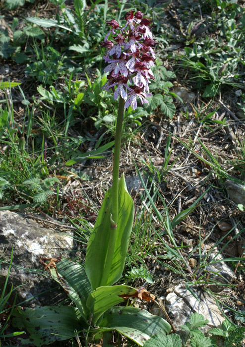 Orchis purpurea Mont Faron 200407 (35)