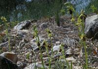 Ophrys virescens Mont Faron 200407 (30)