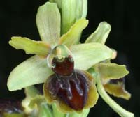 Ophrys virescens Mont Faron 200407 (40)