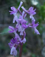 Orchis olbiensis Mont Faron 200407 (37)