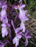 Orchis olbiensis Mont Faron 200407 (40)