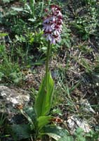 Orchis purpurea Mont Faron 200407 (35)