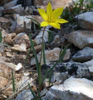 Tulipa australis Mont Faron 200407 (15)