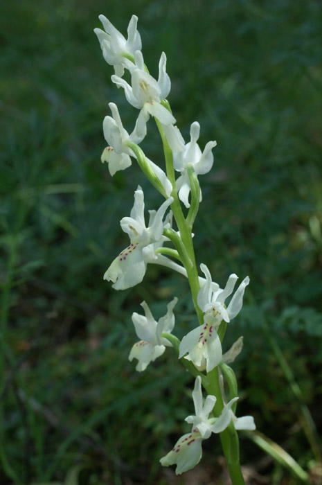 Orchis provincialis Pierrefeu 160407 (1)