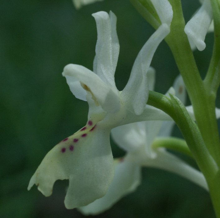 Orchis provincialis Pierrefeu 160407 (2)