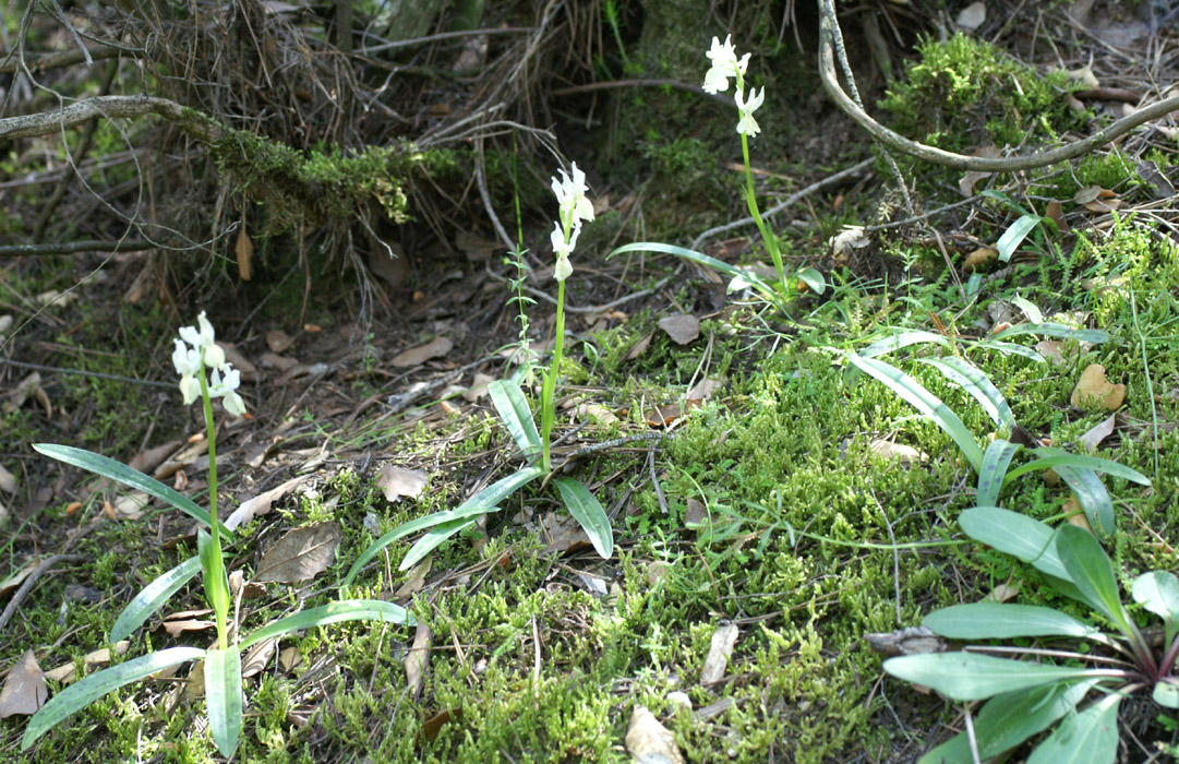 Orchis provincialis Pierrefeu 160407 (3)