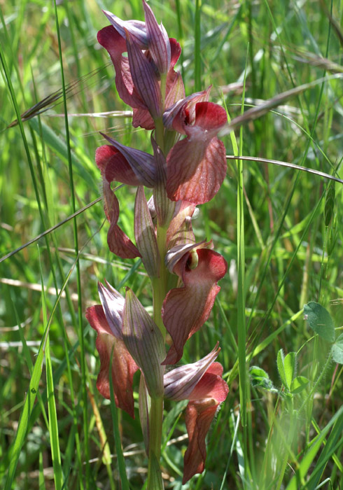 Serapias vomeracea x neglecta Rochers de Roquebrune 240407 (48)