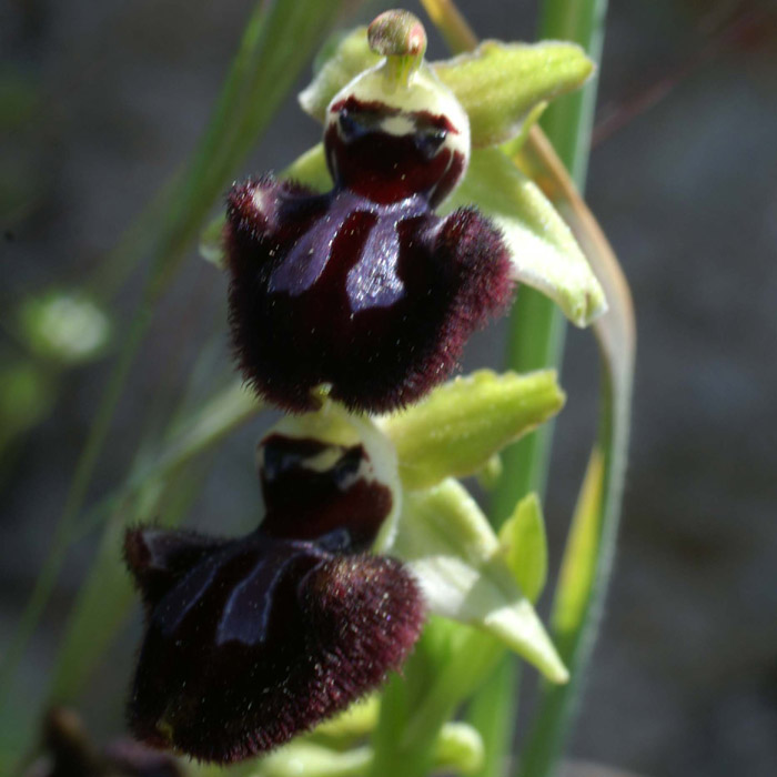 Ophrys incubacea Vidauban 230407 (31)