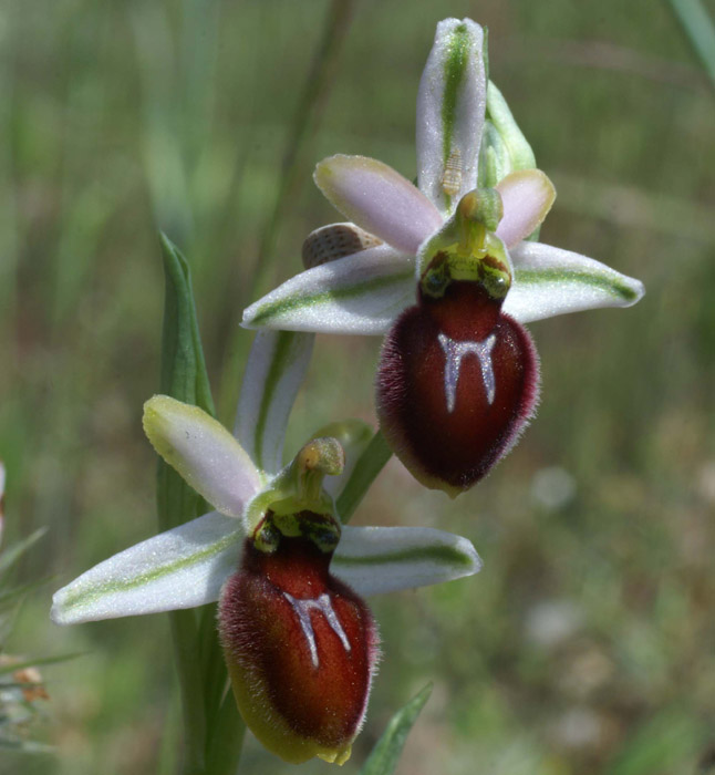 Ophrys splendida Vidauban 230407 (40)