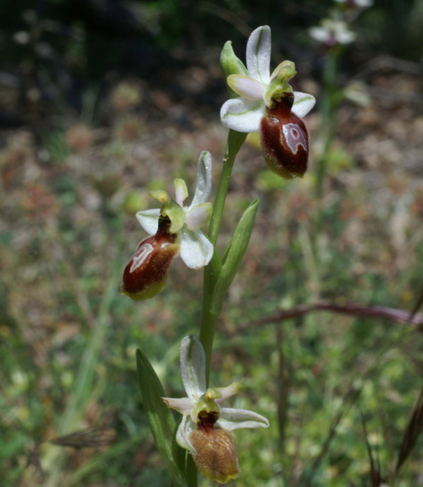 Ophrys splendida Vidauban 230407 (48)