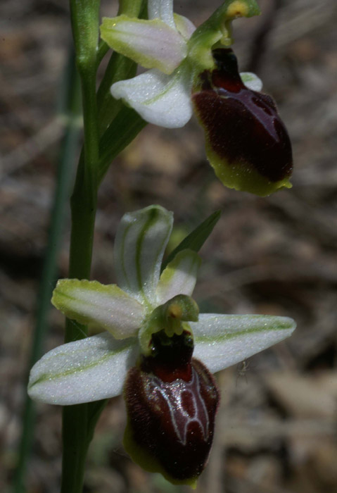 Ophrys splendida Vidauban 230407 (50)