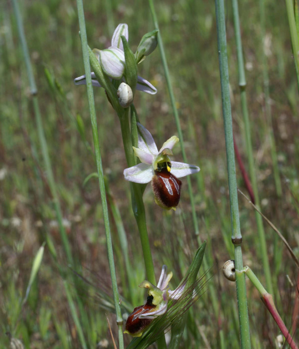 Ophrys splendida Vidauban 230407 (51)