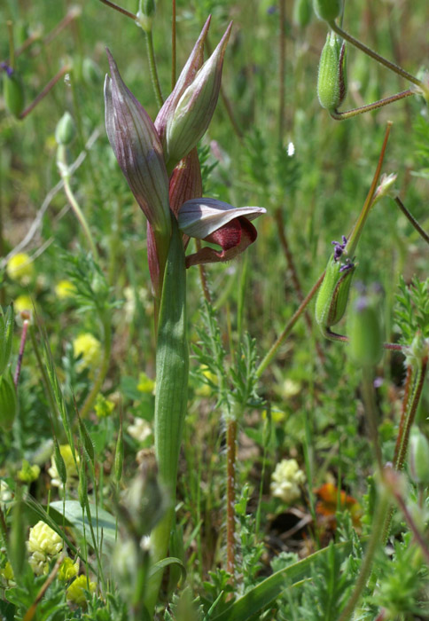 Serapias vomeracea Vidauban 230407 (55)