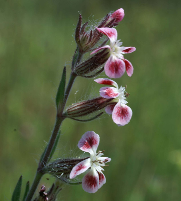 Silene gallica Vidauban 230407 (54)