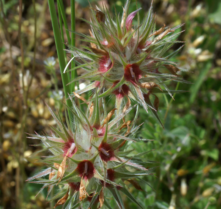 Trifolium stellaris Vidauban 230407 (14)