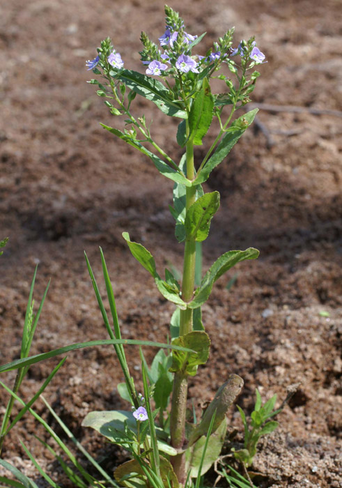 Veronica anagallis-aquatica Vidauban 230407 (4)