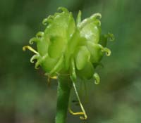 Ranunculus lanuginosus Vidauban 230407 (5)