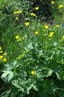 Ranunculus lanuginosus Vidauban 230407 (6)