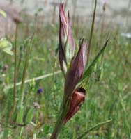 Serapias vomeracea Vidauban 230407 (53)