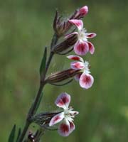 Silene gallica Vidauban 230407 (54)