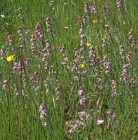 Silene gallica Vidauban 230407 (55)